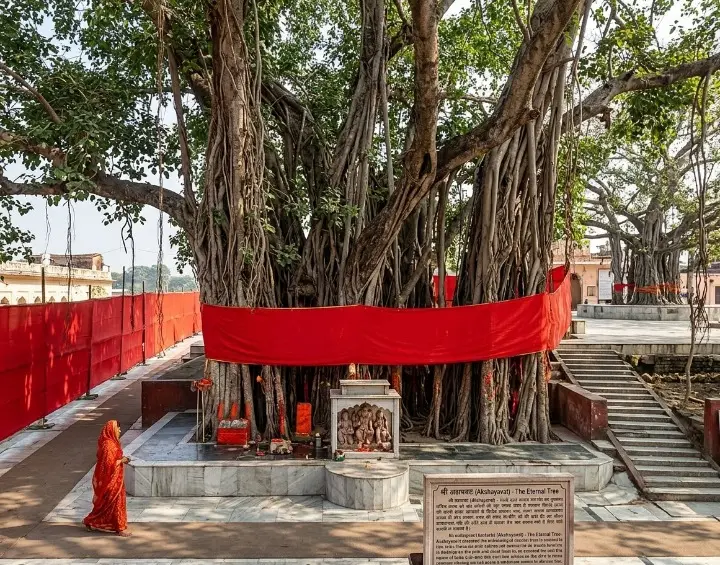 Prayagraj Tour Package Gallery - Akshayvat Sacred Tree